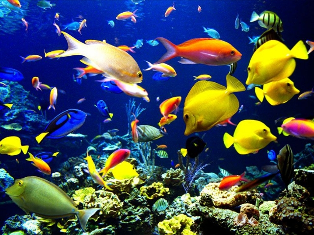 Maak van je display een vis aquarium